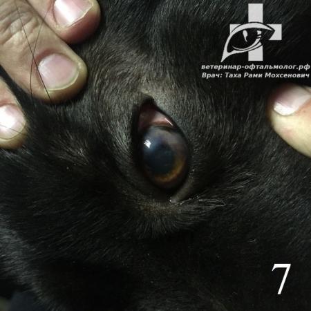 Фотография Офтальмологический комплекс микрохирургического профиля для животных доктора Таха 4