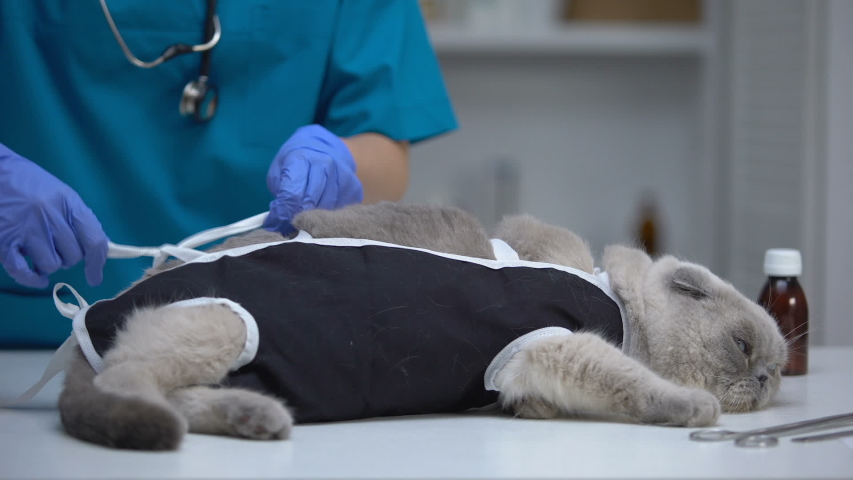 Сколько стоит стерилизация кошки ростов на дону thumbnail
