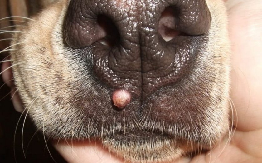 Осложнения, если не лечить папилломатоз у собак.